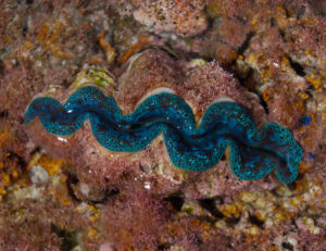 Photo Bénitier bleu