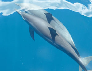 Photos Dauphins lagon